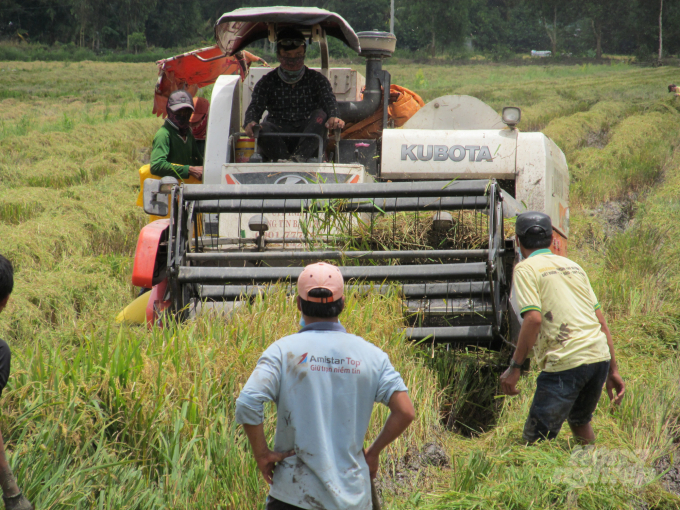 Công thuê cắt lúa tăng quá cao, trong khi giá lúa lại giảm, khiến nông dân càng thêm buồn. Ảnh: Trọng Linh.