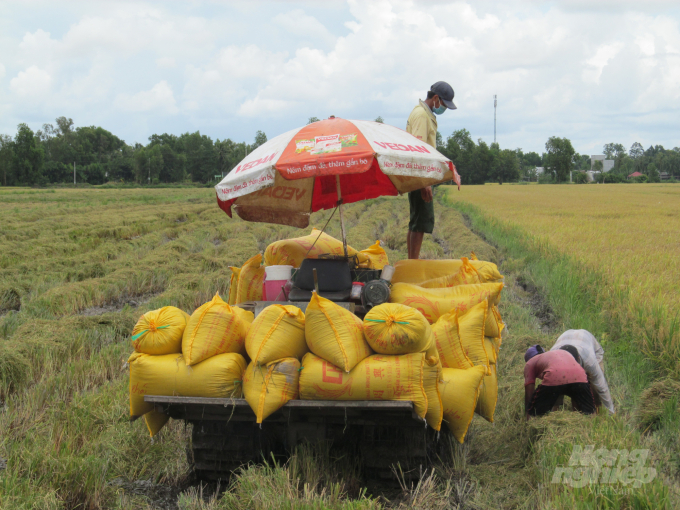 Bạc Liêu đang kêu gọi máy gặt từ các tỉnh ngoài sang hỗ trợ thu hoạch lúa hè thu, nhưng các tỉnh khác cũng đang lâm vào tình cảnh 'cháy' máy gặt. Ảnh: Trọng Linh.