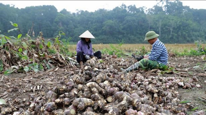 Người dân thu hoạch củ dong riềng tại huyện Na Rỳ. Ảnh: Toán Nguyễn.