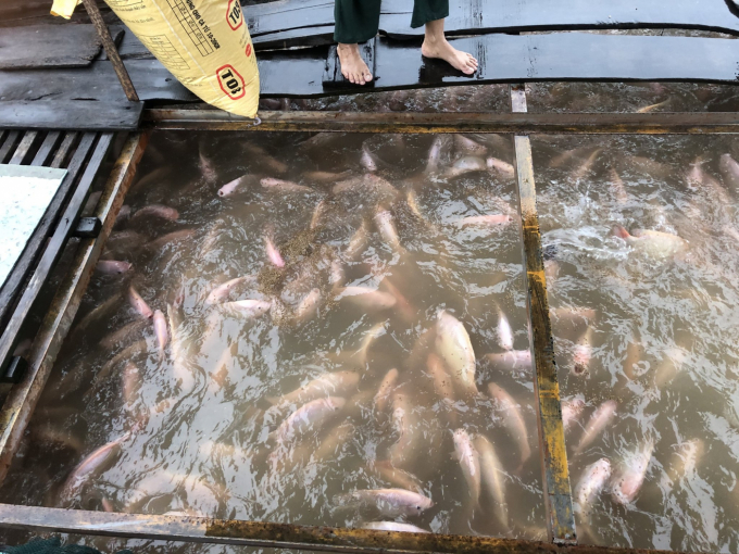 Wholesalers can not reach fish production areas to buy fish. Photo: Minh Dam.