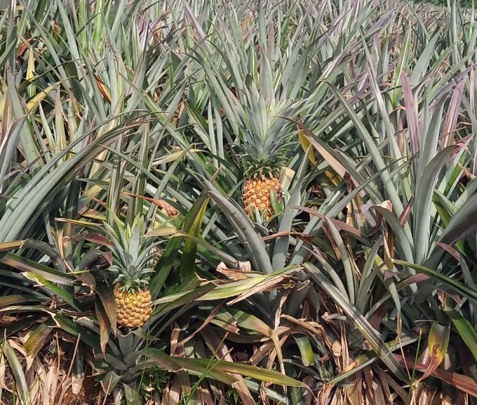 Ripe pineapples in Tan Phuoc District, Tien Giang Province are ready for harvest but farmers are struggling to reach fields. Photo: Minh Dam.