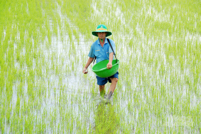 Nhiều năm qua, An Giang tập trung đẩy mạnh sản xuất lúa chất lượng cao nên vụ thu đông năm nay, toàn tỉnh sử dụng trên 85% giống lúa chất lượng cao. Ảnh: Lê Hoàng Vũ.