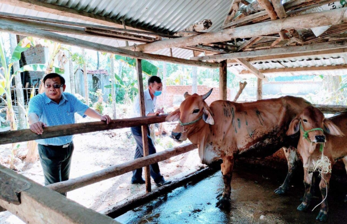 Lãnh đạo Chi cục Chăn nuôi và Thú y Bình Định kiểm tra bò bệnh để hướng dẫn cán bộ thú y địa phương điều trị. Ảnh: V.Đ