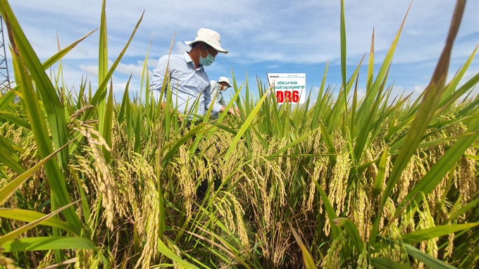 Giống lúa ĐB6 có khả năng chống chịu nắng nóng, cứng cây, ít nhiễm sâu bệnh là một trong những giống lúa thuộc dòng chế biến được nông dân đánh giá cao. Ảnh: L.K.