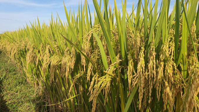 Vinaseed Gruop luôn không ngừng chọn tạo, đưa ra những giống lúa năng suất, chất lượng để giúp bà con nông dân tăng hiệu quả sản xuất từ cây lúa. Ảnh: L.K. 