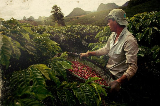 Cà phê rosbuta ở Brazil đã chín quá 120 ngày, thay vì 90 ngày là thời điểm thu hoạch tốt nhất. Ảnh: SMF