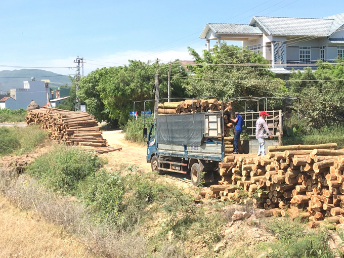 Unless there is a solution to clear the raw materials supply chain, Binh Dinh wood industry’s difficulties will remain until the beginning of 2022. Photo: Vu Dinh Thung.