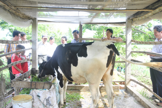 Huyện Mỹ Xuyên hỗ trợ bò sữa cho hộ Khmer nghèo ở xã Tham Đôn và bò thịt cho hộ nghèo xã Thạnh Quới (Sóc Trăng). Ảnh: HĐ