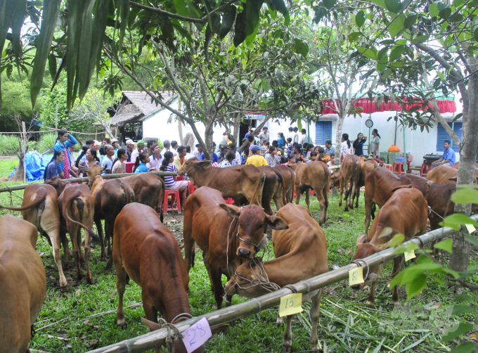 Tổ chức Heifer trao tặng bò cho hộ Khmer nghèo xã Phú Tân, huyện Châu Thành (Sóc Trăng). Ảnh: HĐ