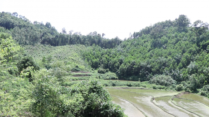 Cán bộ Lâm trường Ngân Sơn làm giả hồ sơ để ẵm không hơn 600 hecta rừng của người dân. Ảnh: Toán Nguyễn.