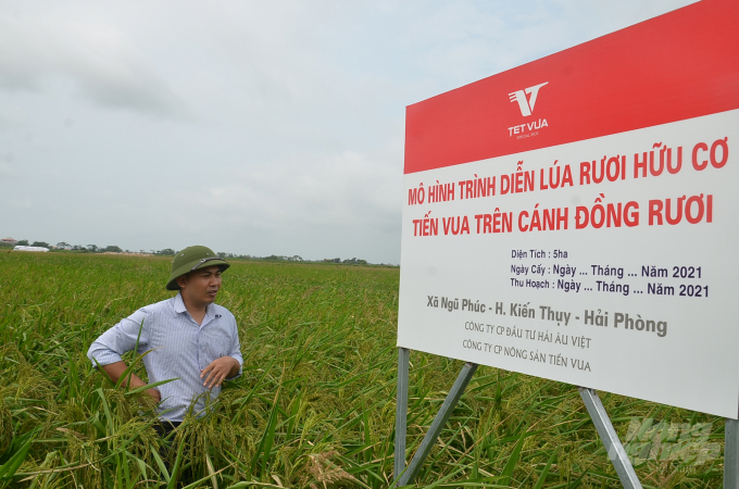 Anh Trần Văn Trung, Giám đốc Công ty Hải Âu Việt phấn khởi trên ruộng lúa rươi liên kết với nông dân. Ảnh: Viết Cường.