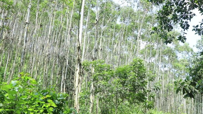 Công ty TNHH MTV Lâm nghiệp Bắc Kạn góp vốn rừng và đất rừng được giao cho SAHABAK là trái luật, gây mất 34 tỷ tiền vốn và cộng thêm khoảng 5 tỷ tiền lãi. Ảnh: Toán Nguyễn.