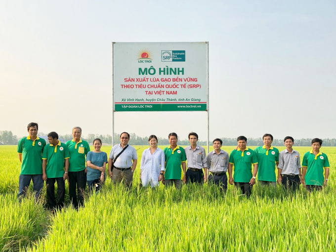 Mô hình sản xuất lúa gạo bền vững theo tiêu chuẩn quốc tế (SRP) cuat Tập đoàn Lộc Trời tại An Giang. Ảnh: Lộc Trời.