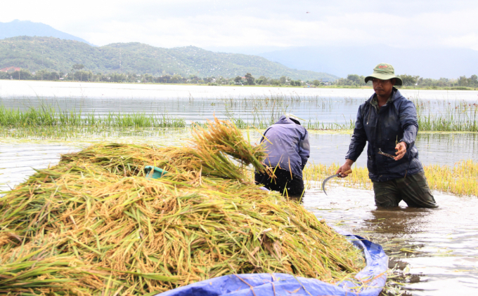Hàng nghìn hecta lúa bị ảnh hưởng do bão Côn Sơn. Ảnh: Quang Yên.