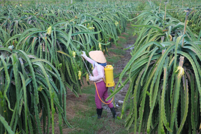 Các biện pháp phòng, chống dịch bệnh trên cây thanh long đã được cơ quan chuyên môn hướng dẫn nông dân. Ảnh: KS.