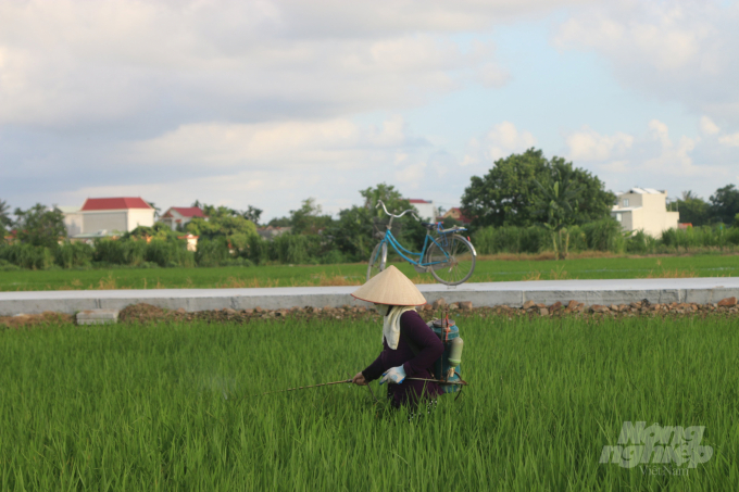 Hải Phòng là địa phương có tỷ lệ sử dụng thuốc bảo vệ thực vật thấp ở khu vực ĐBSH những năm gần đây. Ảnh: Viết Cường.