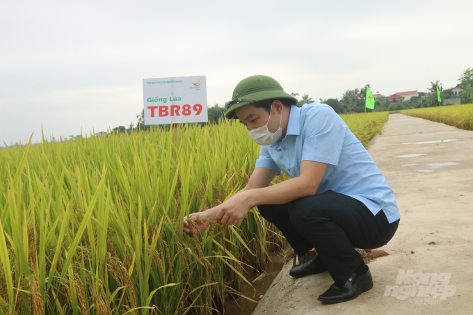 Năng suất lúa ở Hải Phòng tăng nhờ thực hiện tốt chương trình IPM. Ảnh: Đinh Mười.