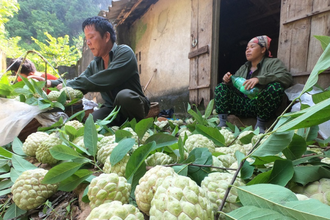 Hiện tại, sản lượng na đã thu hoạch trên địa bàn tỉnh Lạng Sơn khoảng trên 18.000 tấn (đạt hơn 60% tổng sản lượng). Ảnh: TL.