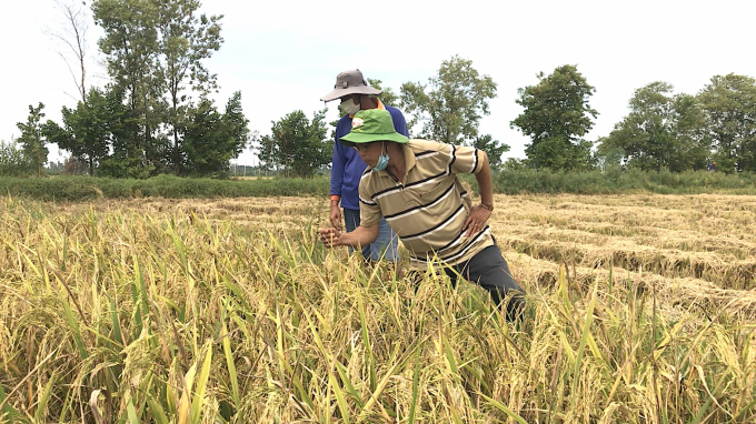 Dự án đầu tư khảo nghiệm, chọn lọc để công nhận 1 - 2 giống lúa mang thương hiệu Vĩnh Long. Ảnh: Minh Đảm.