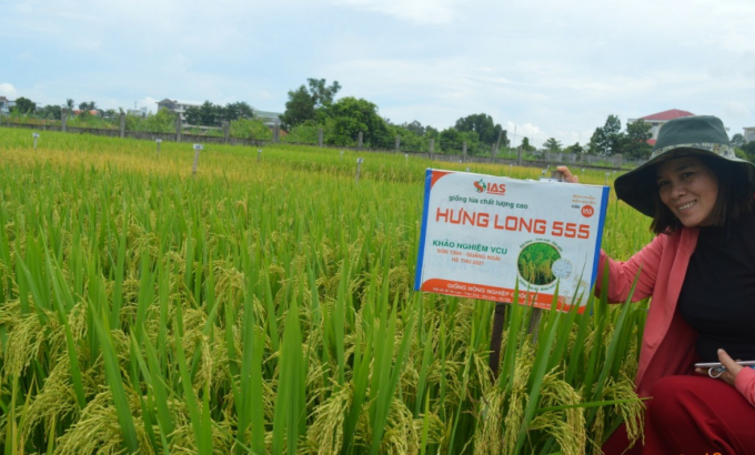Trong suốt vụ gieo trồng hè thu 2021, nhất là từ lúc lúa trỗ đến chín, Hưng Long 555 được nhiều nông dân quan tâm, tâm đắc và mong muốn được mở rộng sản xuất trong thời gian tới. Ảnh: IAS.