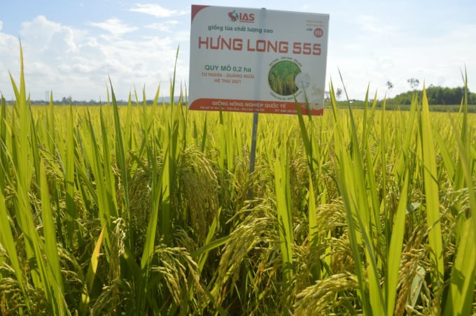Giống lúa Hưng Long 555 cho năng suất 'khủng' tại các tỉnh Duyên hải Nam Trung bộ trong vụ đông xuân và hè thu. Ảnh: IAS.