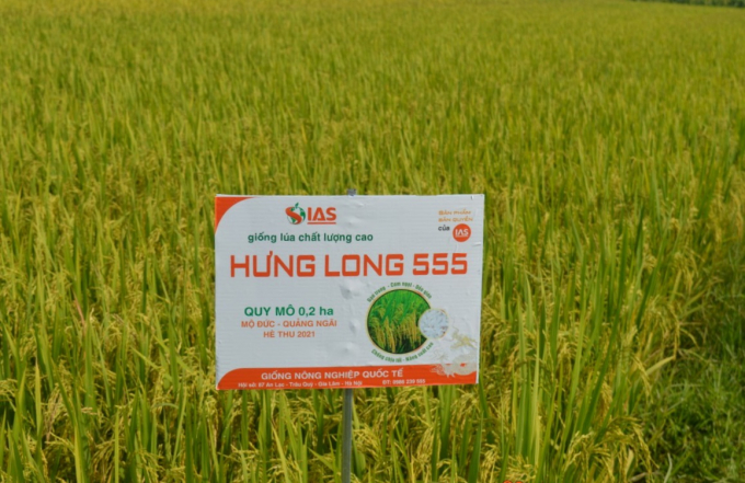 Ngoài năng suất cao, giống lúa Hưng Long 555 rất sạch sâu bệnh. Ảnh: IAS.