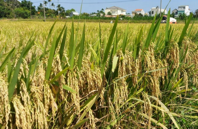 Giống lúa Hưng Long 555 trĩu bông trên đồng đất các tỉnh Duyên hải Nam Trung bộ. Ảnh: IAS.