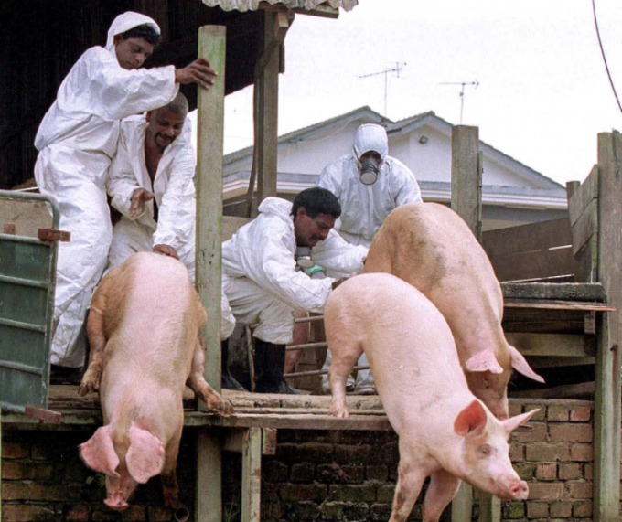 Khoảng 1 triệu con lợn ở Malaysia đã buộc phải thiêu hủy vì nhiễm virus Nipah vào năm 1999. Ảnh: Andy Wong/AP