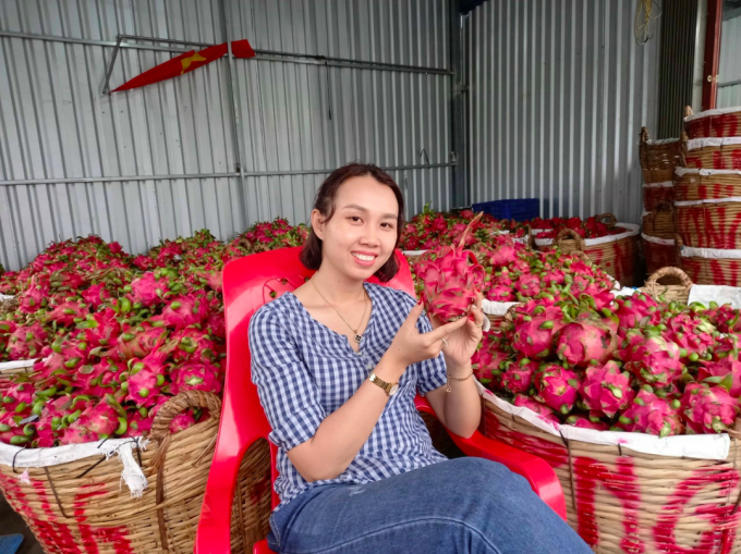 The price of dragon fruit has increased again, currently reaching over VND10,000/kg. Photo: Minh Dam.