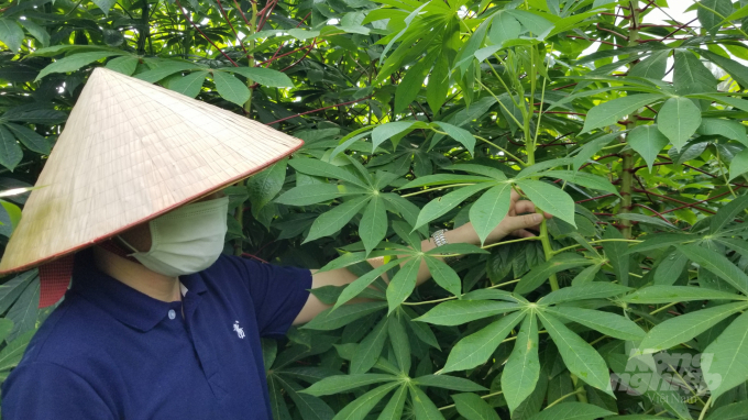 TS Vũ Linh Chi - Phó Giám đốc Trung tâm Tài nguyên Thực vật bên những cây sắn bản địa được lưu giữ. Ảnh: Dương Đình Tường.