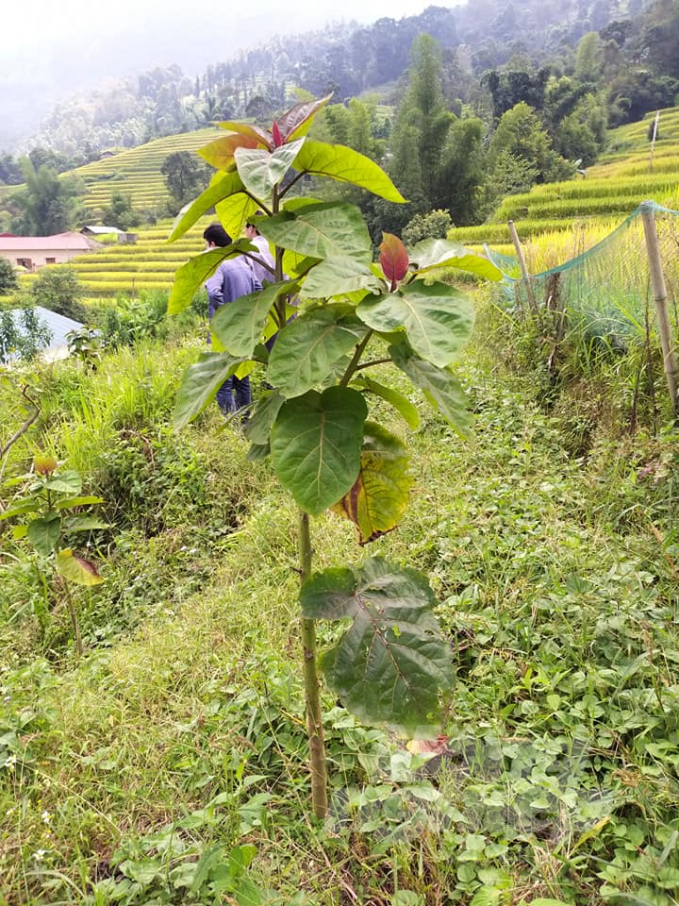 Cây cà chua thân gỗ bản địa ở tỉnh Hà Giang. Ảnh: Tư liệu.