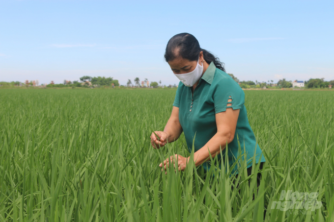 Bà Nguyễn Thị Dung, Trưởng thôn Xuân Chiếng (xã Ngũ Phúc, huyện Kiến Thụy), một trong những học viên IPM đầu tiên ở Hải Phòng. Ảnh: Đinh Mười.