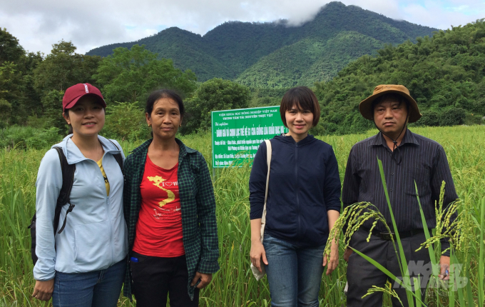 Đoàn cán bộ Trung tâm đang kiểm tra một giống lúa bản địa Khẩu đạc na tại Nghệ An. Ảnh: Tư liệu.
