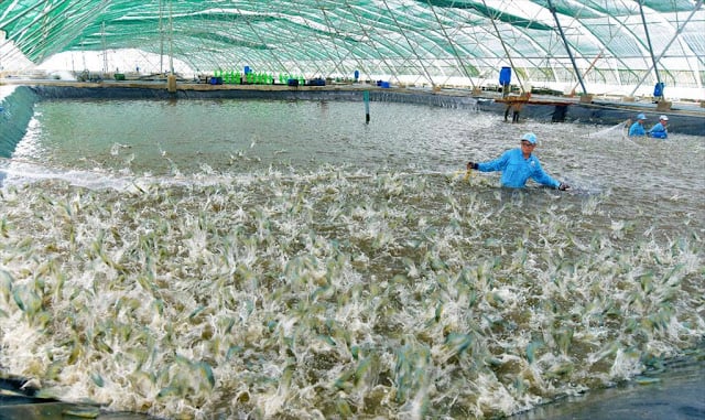 Farmers will conduct an 'unorthodox' shrimp crop if the disease is under control in the near future to ensure the supply of raw materials for factories. Photo: TL.