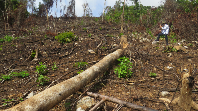 Cây rừng tự nhiên to dài cả chục mét bị chặt hạ tại xã Sơn Hội (Sơn Hòa, Phú Yên). Ảnh: Mạnh Hoài Nam.