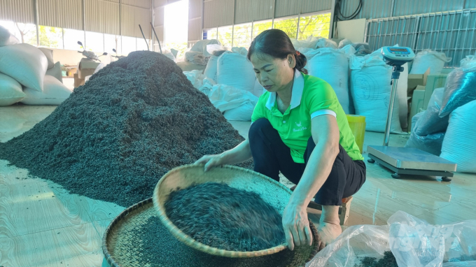 Sản xuất chè sạch, đảm bảo an toàn vệ sinh thực phẩm là hướng đi của HTX chè La Bằng. Ảnh: Toán Nguyễn.