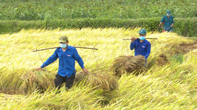 Lực lượng đoàn viên, thanh niên xã Cát Lâm ra quân thu hoạch lúa cho bà con phải cách ly y tế. Ảnh: Trường Giang.