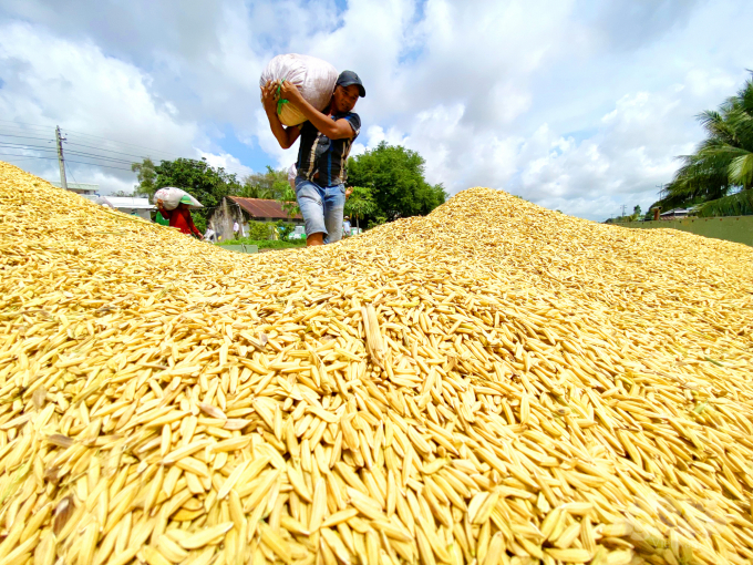 Tại Cần Thơ, nông dân đã bắt đầu thu hoạch lúa vụ thu đông sớm, năng suất dự kiến 6 tấn/ha, cao hơn cả vụ hè thu 2021. Ảnh: Lê Hoàng Vũ.