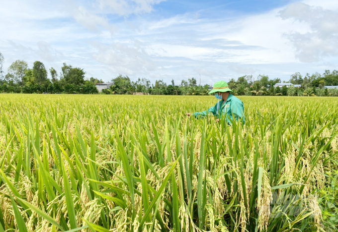 Nông dân sản xuất lúa giống có liên kết với Doseco rất yên tâm về đầu ra và mặt giá cả. Ảnh: Ngọc Trinh.