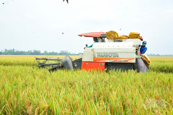 Hiện các thương lái đã tới đặt mua lúa thu đông ở Cần Thơ với giá trên 5.000 đồng/kg đối với các giống lúa chất lượng cao. Ảnh: Lê Hoàng Vũ.