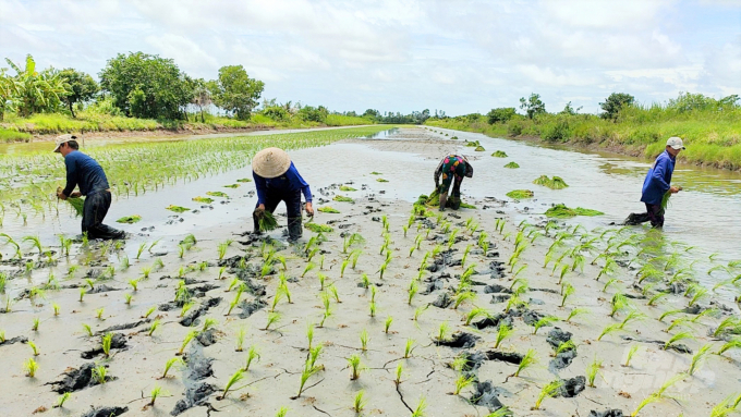 Nông dân huyện An Minh (Kiên Giang) đang cấy lúa vụ mùa 2021 - 2022 lấp vụ trên nền đất nuôi tôm. Ảnh: ĐTC.
