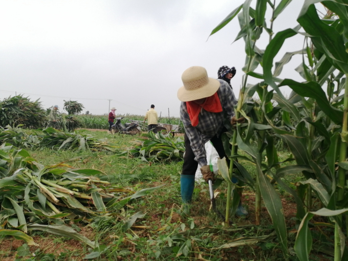 Maize stover is being expanded by farmers in the northern provinces, especially in the winter crop, because it has more advantages than corn for grain. Photo: TQ.