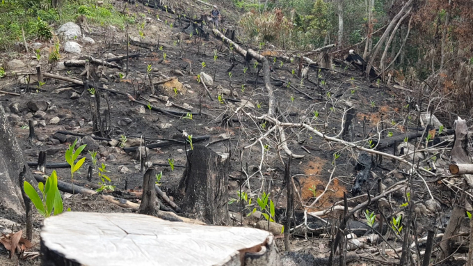 Nhiều gốc cây rừng to bị chặt hạ tại rừng tại huyện Sơn Hội (huyện Sơn Hòa, Phú Yên) bị chặt phá. Ảnh: MHN.