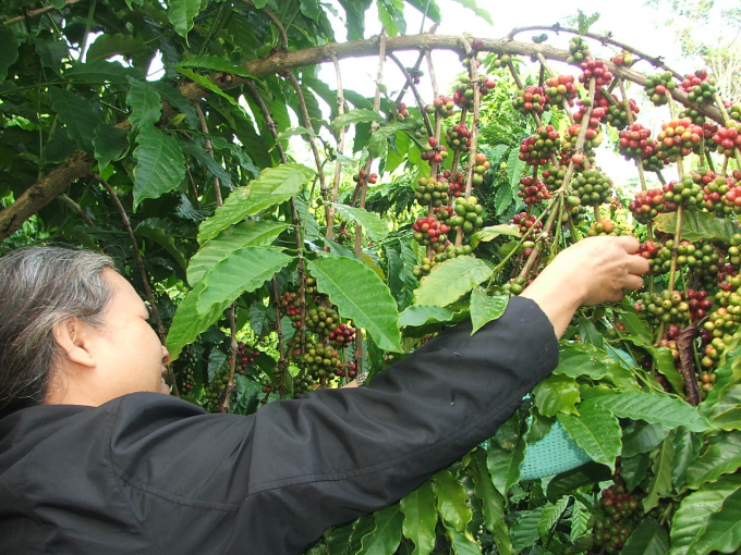 Ông Đỗ Hà Nam cho biết, Việt Nam đang có thời cơ rất lớn cho xuất khẩu cà phê thời gian tới. Ảnh: TL.