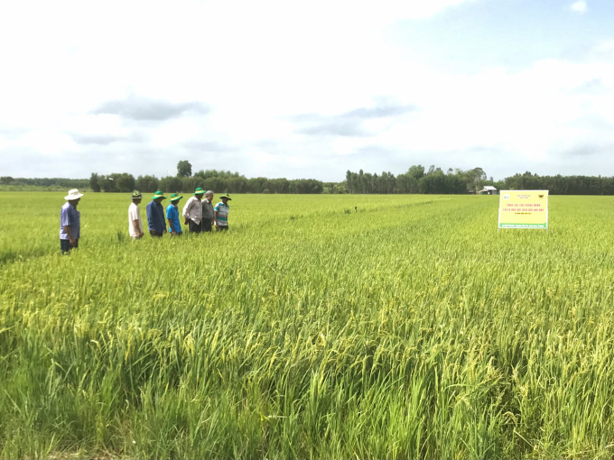 Chương trình Canh tác lúa thông minh giúp nông dân như chuyên gia trong quản lý sản xuất trên đồng ruộng nhà mình. Ảnh: PBBĐ.