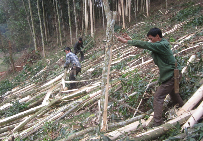 Thiếu những nhà máy chế biến, gỗ nguyên liệu của Nghệ An hầu hết được chuyển đi chế biến sâu ở ngoài tỉnh, trong khi nguồn lao động có thể phục vụ cho công nghiệp gỗ tại Nghệ An lại rất dồi dào. Ảnh: VK.