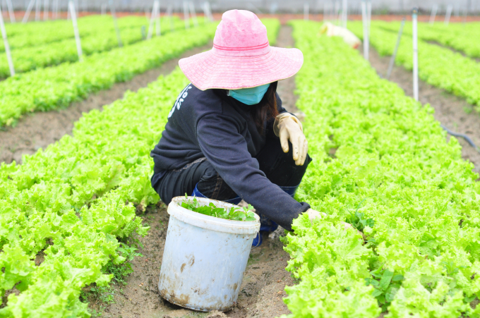Nông dân huyện Đơn Dương tái đầu tư sản xuất rau sau khi bị ảnh hưởng nghiêm trọng do dịch bệnh Covid-19. Ảnh: Minh Hậu.