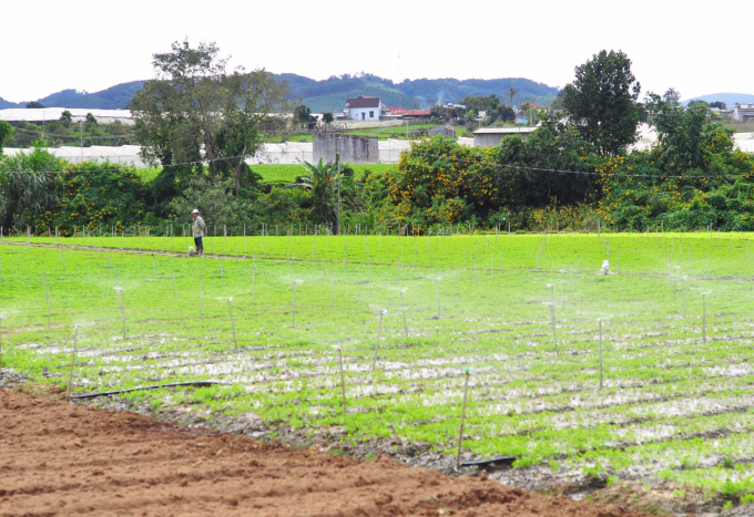 Diện tích gieo trồng rau thương phẩm trên địa bàn huyện Đơn Dương hiện ở vào khoảng 21.000 ha, đạt 78% kế hoạch năm. Ảnh: Minh Hậu.