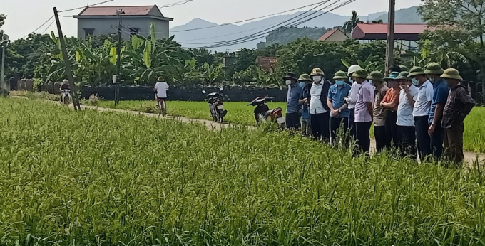 Lãnh đạo ngành nông nghiệp Thanh Hóa và huyện Hà Trung thăm mô hình sản xuất nếp quýt tại xã Hà Tiến vụ mùa 2021. Ảnh: LNC.