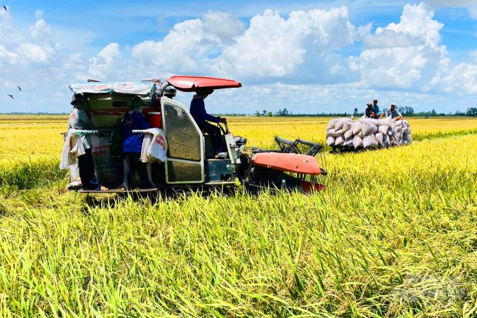The winter-spring crop is a very important crop in the Mekong Delta, so it is necessary to ensure the supply of quality rice seeds. Photo: Le Hoang Vu.